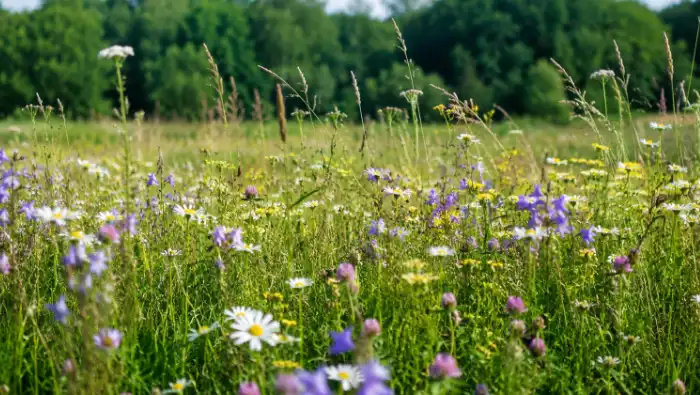 Sommaräng med olika färgglada blommor i olika nyanser